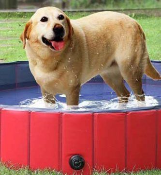 piscina femor perros